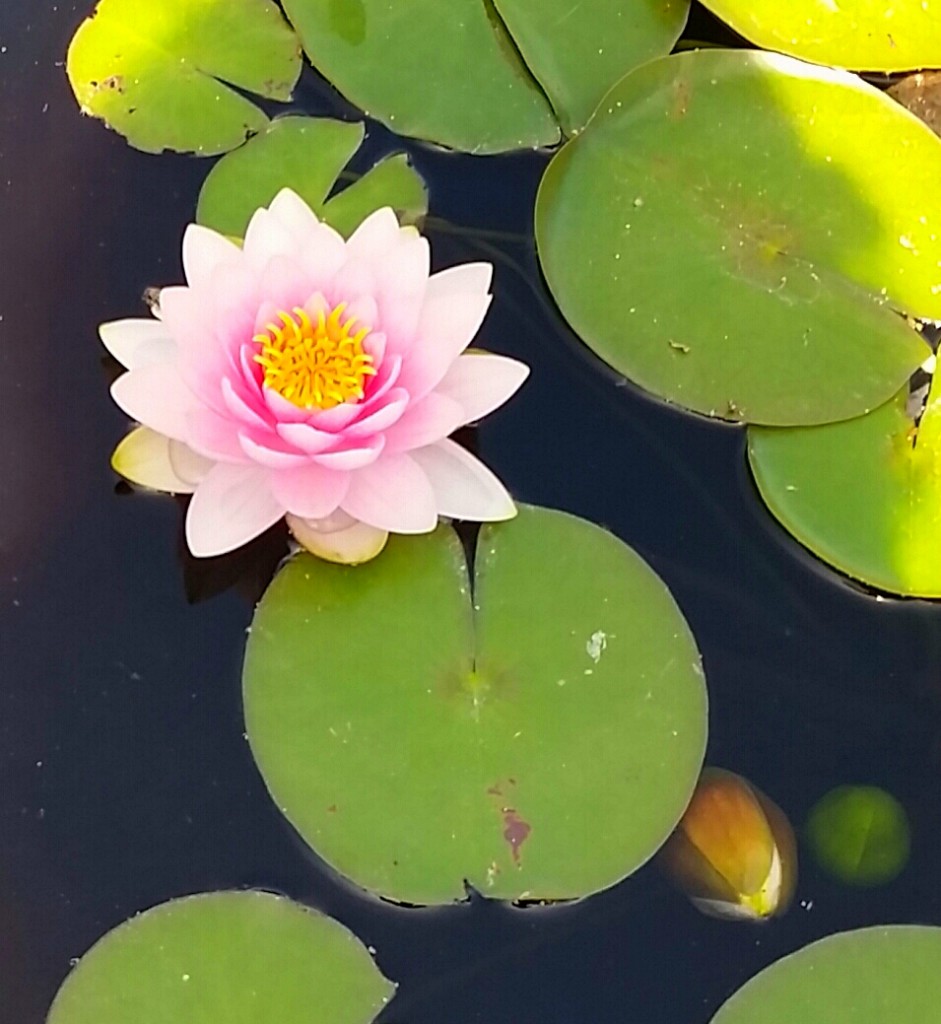 Time for a break in Monet's Garden.