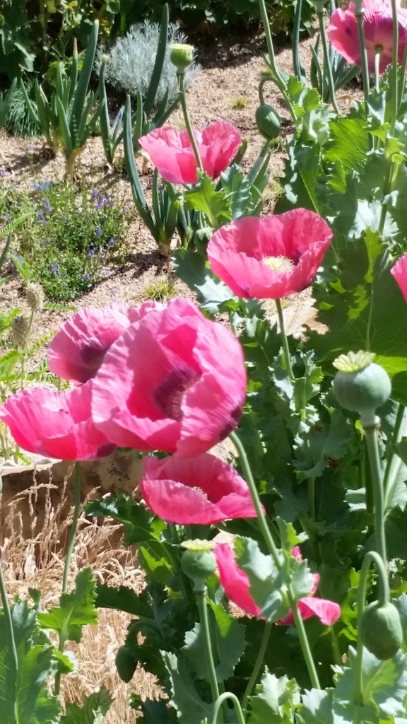 Pink poppy passion.