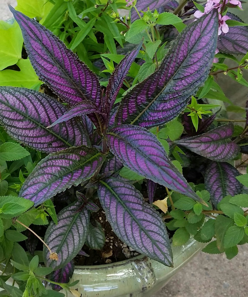 See the coleus. Be the coleus.