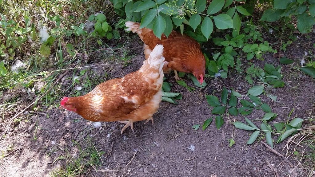 Katy's chickens, Monique and Gertrude.
