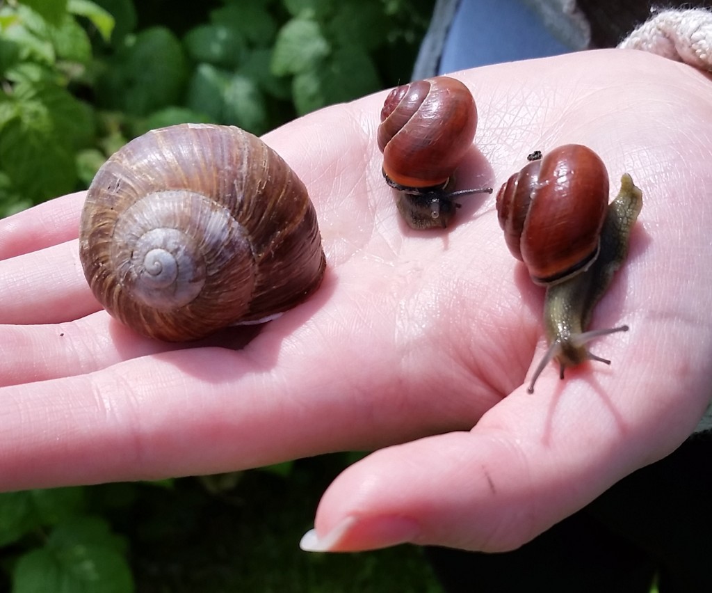 Garden snails.