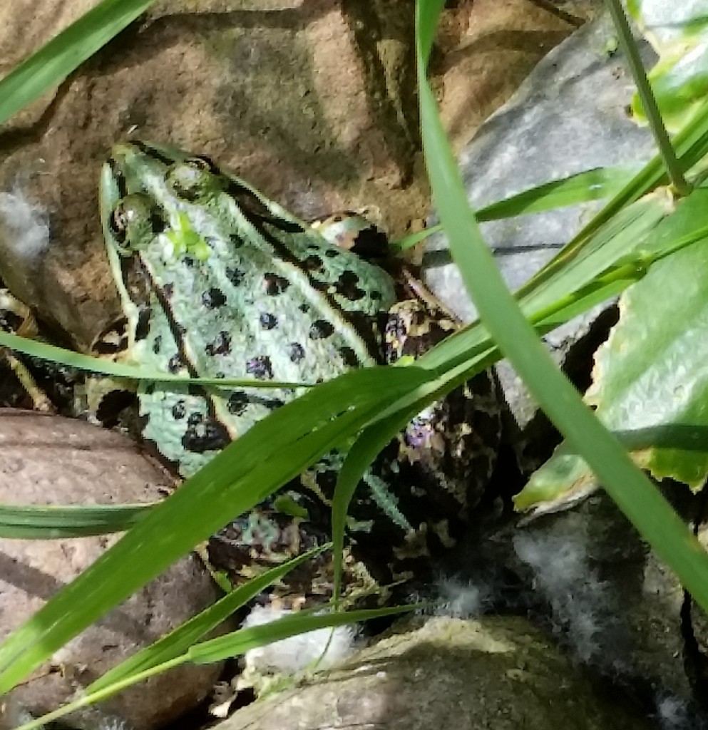 This handsome gent. Katy can tell the frogs apart by their habits.