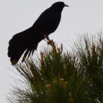 Black bird in tree