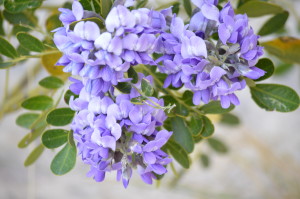 Purple flowers called Texas moubnntain laurel