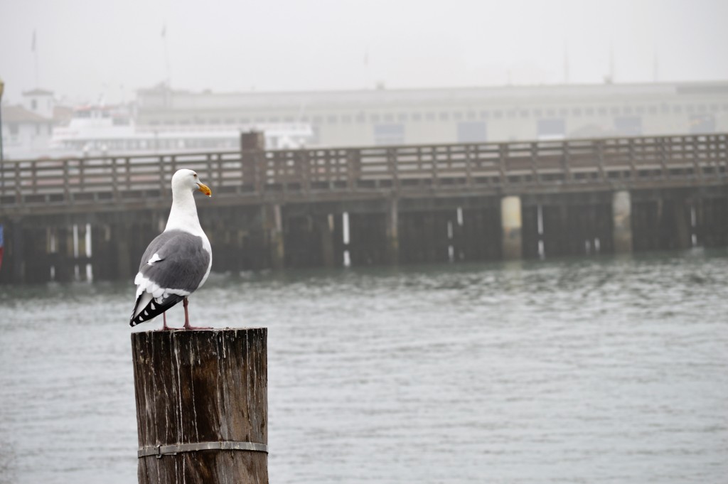 Seagull on pier